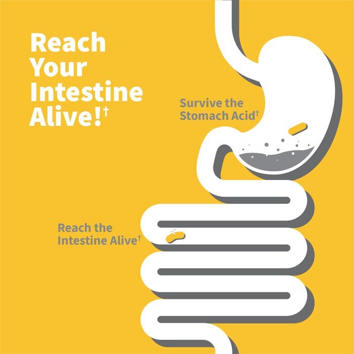 Garden of Life - Probiotyki opracowane przez dr, 100 miliardów, 30 kapsułek wegetariańskich - obrazek 6